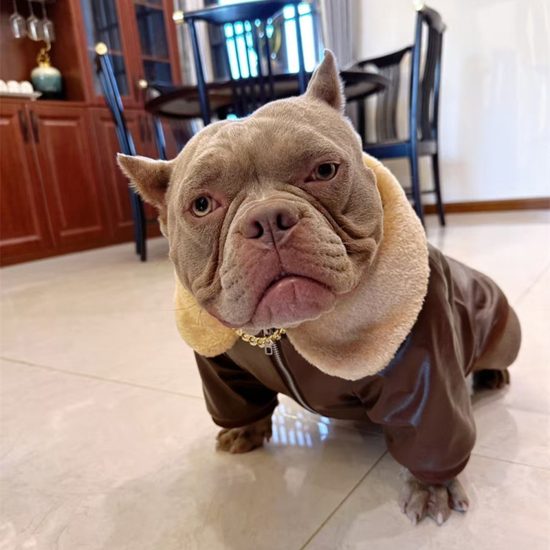 Pug Dog Coat Jacket Winter Fre - Winter Clothing In French 评论和价格